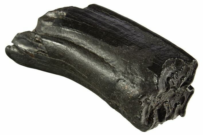 Pleistocene Aged Fossil Horse Tooth - South Carolina #332371